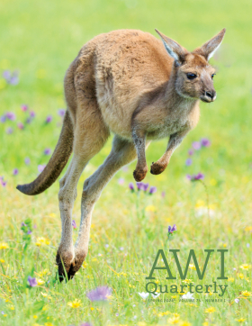Spring 2024 AWI Quarterly Cover - Photo by John White Photos